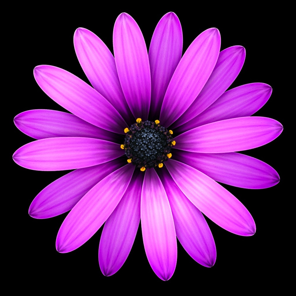 Meet your Posher, Julia